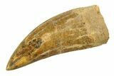 Serrated, Carcharodontosaurus Tooth - Restored Tip #351723-1
